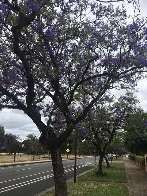 Adelaide Style Accommodation-Close To City-North Adelaide-3 Bdrm- FREE Parking - Accommodation Redcliffe 34