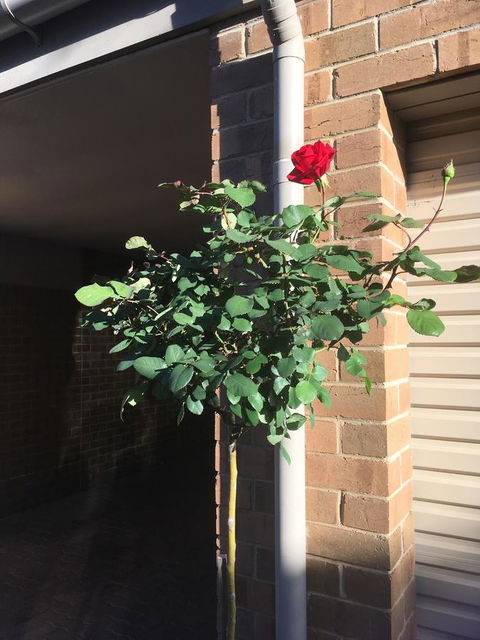 Adelaide Style Accommodation-Close To City-North Adelaide-3 Bdrm- FREE Parking - Accommodation Redcliffe 21
