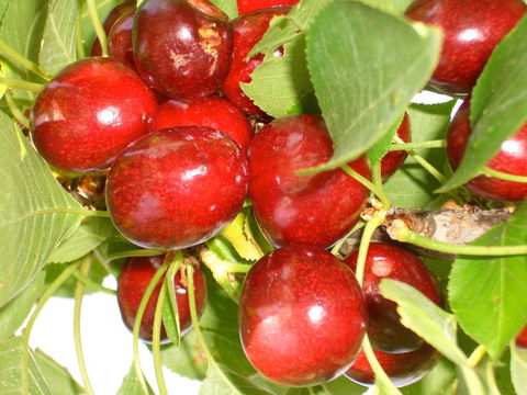 STUDIO ECHUNGA Adelaide Hills - Accommodation Redcliffe 19