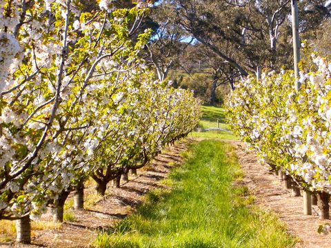 STUDIO ECHUNGA Adelaide Hills - Accommodation Redcliffe 18