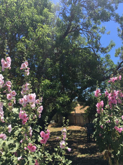 Amy\'s House Bed & Breakfast - Accommodation Redcliffe 37