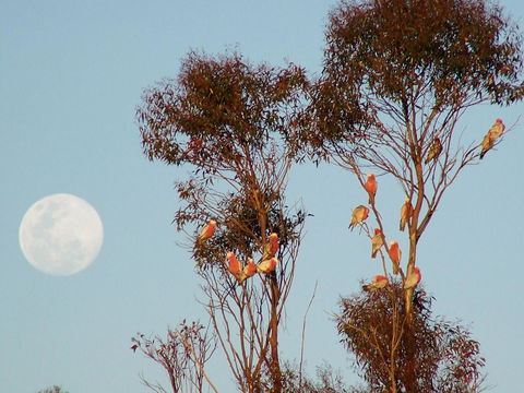 Burra Motor Inn - Accommodation Redcliffe 28