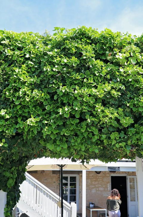 Caledonian Inn - Accommodation Redcliffe 21