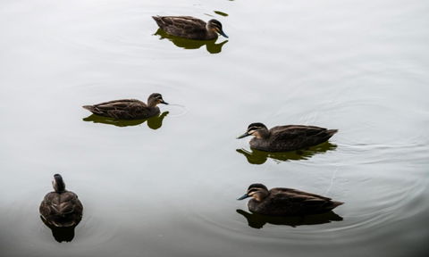 South Shores Yellowfin Villa 96 - South Shores Normanville - Accommodation Redcliffe 4