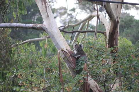 Pirralilla Estate Adelaide Hills - Accommodation Redcliffe 24