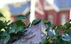Pirralilla Estate Adelaide Hills - thumb 27