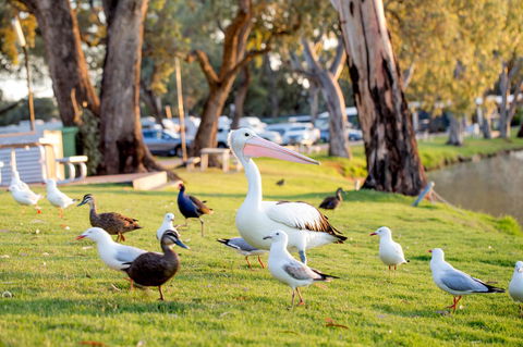 BIG4 Renmark Riverfront Holiday Park - Accommodation Redcliffe 9