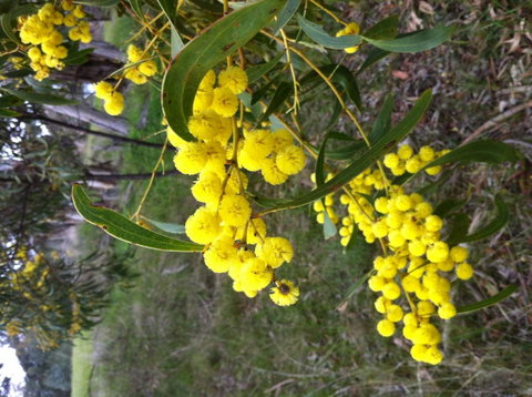 Clare Valley Cabins - Accommodation Redcliffe 31