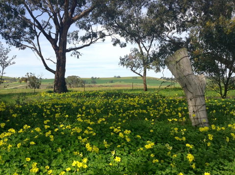 Clare Valley Cabins - Accommodation Redcliffe 14