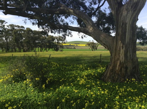 Clare Valley Cabins - Accommodation Redcliffe 1