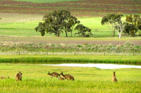 Clare Valley Cabins - Accommodation Redcliffe 35