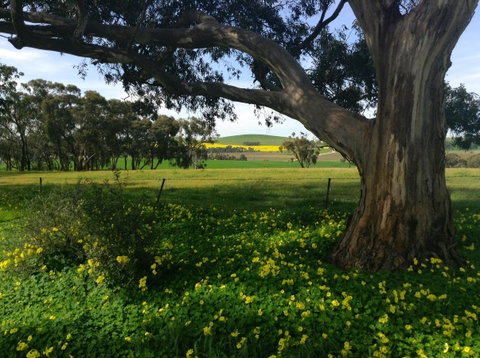 Clare Valley Cabins - Accommodation Redcliffe 21