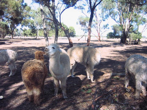 Linger Longer Vineyard - Accommodation Redcliffe 20