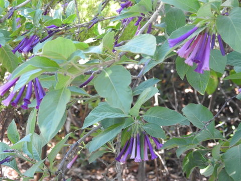 A Secret Garden - Accommodation Redcliffe 11