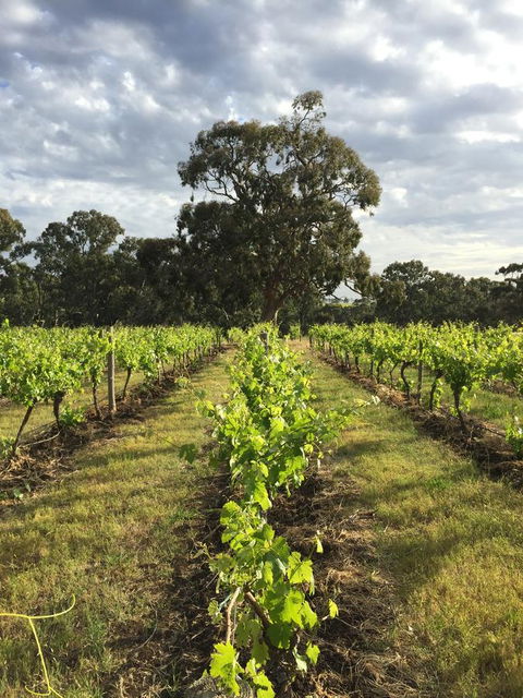 The Winemakers - Accommodation Redcliffe 2