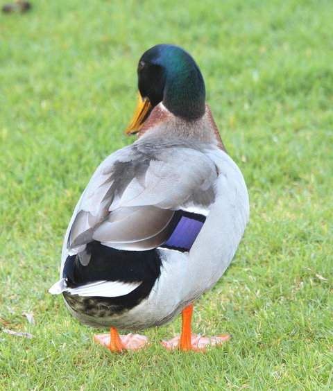 Riverview Tourist Park - Accommodation Redcliffe 26