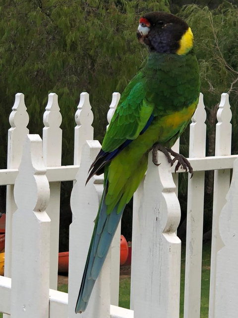 Riverview Tourist Park - Accommodation Redcliffe 20