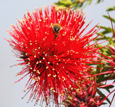 Riverview Tourist Park - Accommodation Redcliffe 36