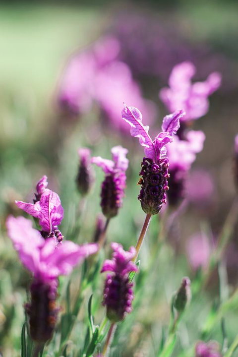 The Floating Forest - Accommodation Redcliffe 31