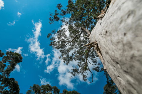 The Floating Forest - Accommodation Redcliffe 36