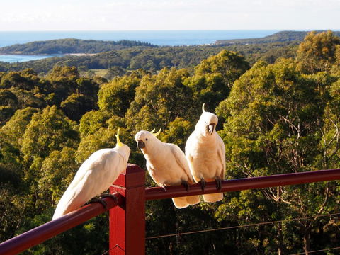 Bundle Hill Cottages - Accommodation Redcliffe 2