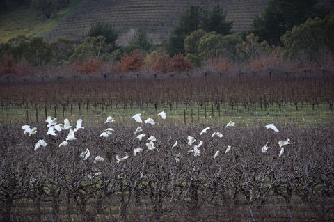 Borrodell Vineyard - Accommodation Redcliffe 32