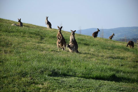 Borrodell Vineyard - Accommodation Redcliffe 33