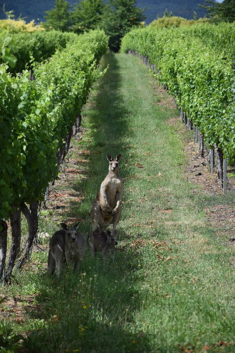 Borrodell Vineyard - Accommodation Redcliffe 31
