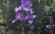 Warriwillah - Millthorpe's Country Motel - thumb 8