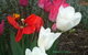 Warriwillah - Millthorpe's Country Motel - thumb 11