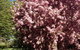 Warriwillah - Millthorpe's Country Motel - thumb 10
