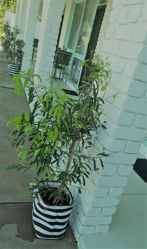 Mulwala Resort - Accommodation Redcliffe 16