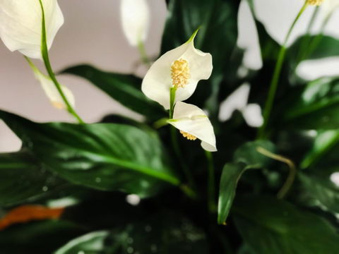 Woollahra Gem, Spectacular Views And Garden Paradise - Accommodation Redcliffe 12