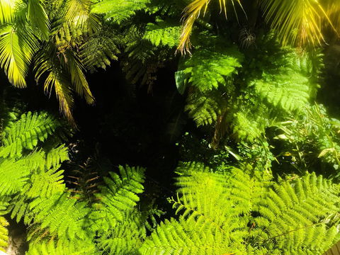 Woollahra Gem, Spectacular Views And Garden Paradise - Accommodation Redcliffe 32