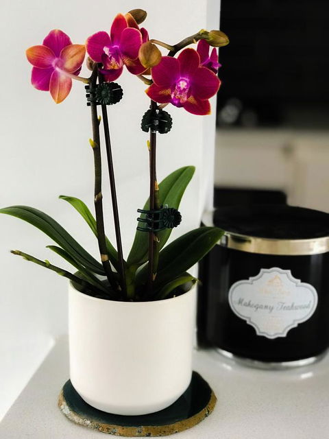 Woollahra Gem, Spectacular Views And Garden Paradise - Accommodation Redcliffe 17