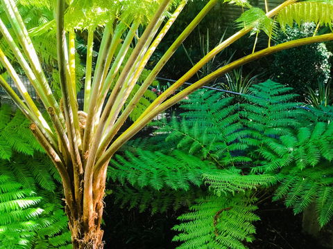 Woollahra Gem, Spectacular Views And Garden Paradise - Accommodation Redcliffe 35