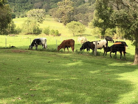 Arcadia - The Barn Cottage & Rosehill Cottage - Accommodation Redcliffe 26