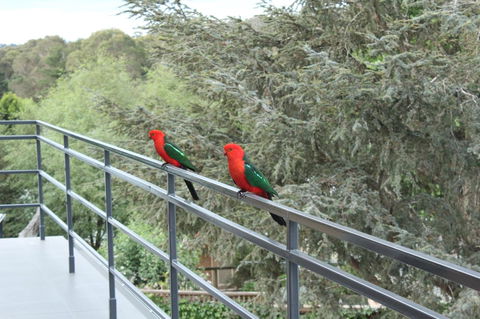 Bundanoon Lodge - Accommodation Redcliffe 7