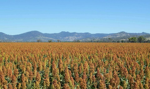 The Old Saddlery - Accommodation Redcliffe 16