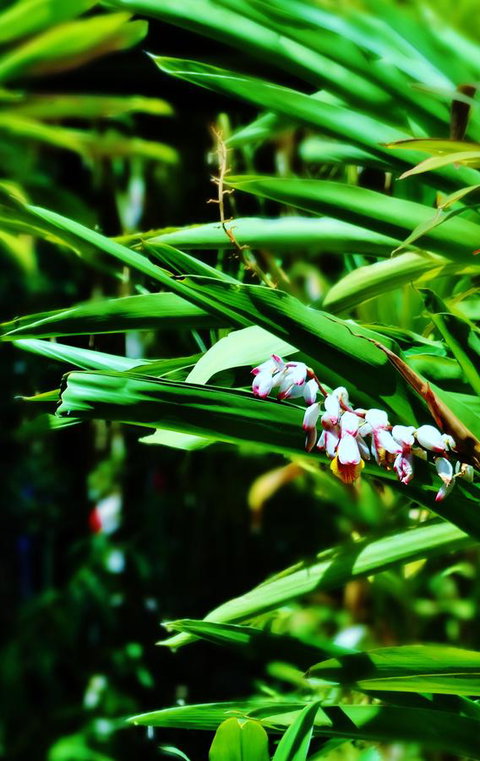 Palms City Resort - Accommodation Redcliffe 11