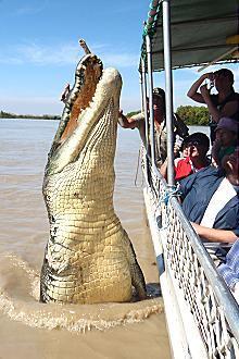 Kakadu @ The Kube (Darwin City) - Accommodation Redcliffe 3