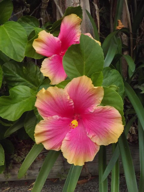 Golden Sands Motor Inn - Accommodation Redcliffe 28