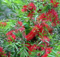 Bottlebrush B  B - Accommodation Redcliffe