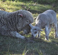 Clandulla Cottages  Farmstay - Accommodation Redcliffe