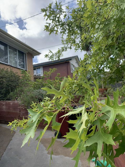Comfortable Homestay - Accommodation Redcliffe 1