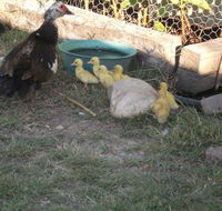 Corella Creek Country Farm Stay - Accommodation Redcliffe