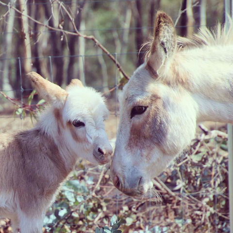 Donkey Tales Farm Cottages - Accommodation Redcliffe 3