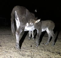 Donkey Tales Farm Cottages - Accommodation Redcliffe