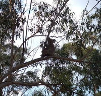 Escape to the Country - Enjoy the firepit or explore magical Bunya Mountains - Accommodation Redcliffe