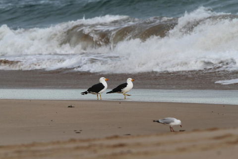 GALWAY COTTAGE - Accommodation Redcliffe 1